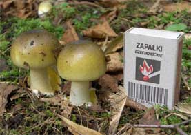 Young examples of amanita phalloides