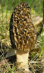 black morel mushroom