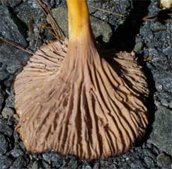 The false gills of a chanterelle mushroom