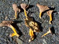 Chanterelle mushroom identification