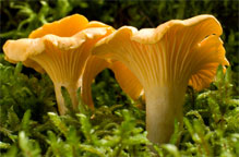 Chanterelles in the wild