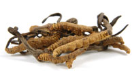 Cordyceps sinensis benefits from Aloha Medicinals