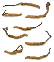 Cordyceps sinensis fruiting from caterpillars