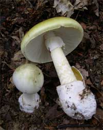 The deadly death cap mushroom