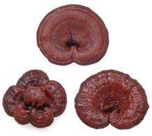 Dried reishi caps