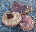 Dried reishi mushrooms