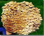 Enokitake mushroom growing kit