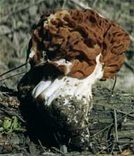 Gyromitra caroliniana - a false morel mushroom