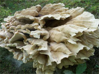 Mushroom blog
