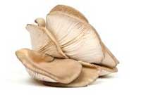 Oyster mushrooms