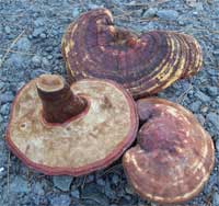 Reishi mushrooms