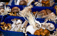 Different types of mushrooms