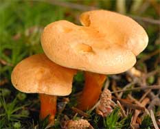 Hygrophoropsis aurantiaca - the false chanterelle