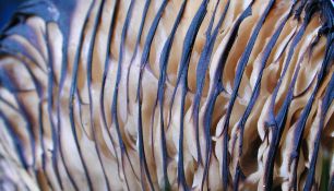 identify mushrooms - gills