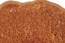 identify mushrooms - pores