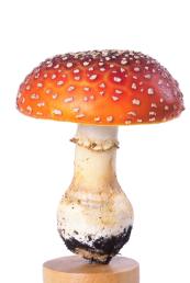identify poisonous mushrooms