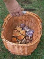 identifying mushrooms