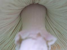 identifying wild mushrooms