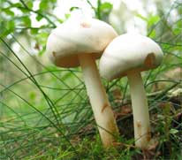 identifying wild mushrooms through the senses