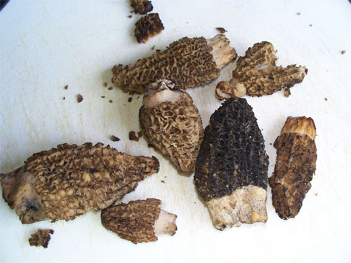 Morels on a cutting board
