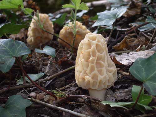 Yellow morel from France