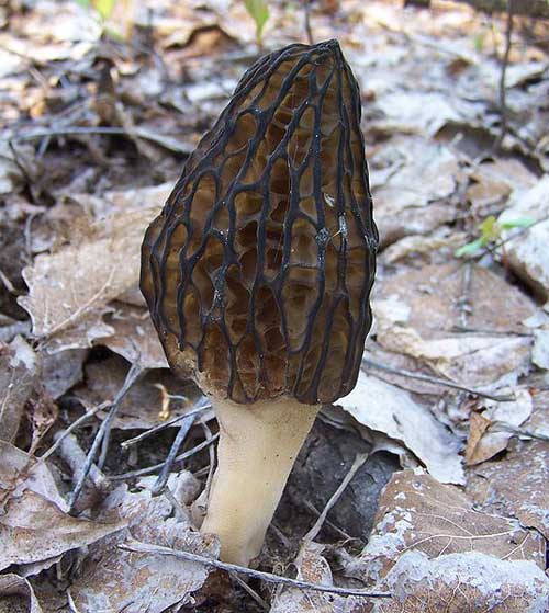 Photos of Morels from Around the World!
