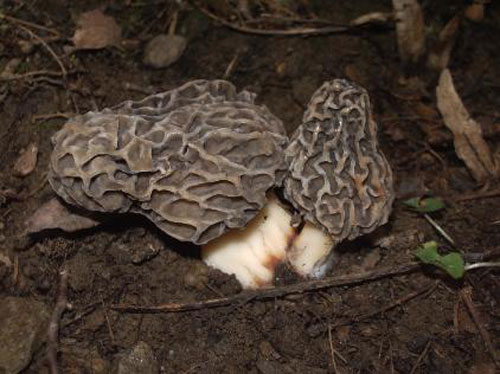 Black morel from France