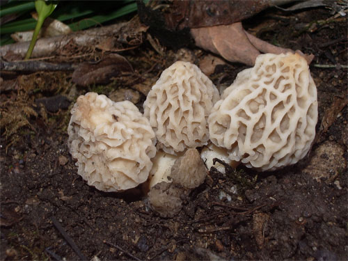 More yellow morel mushrooms from France
