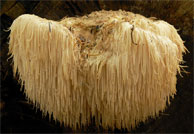Lion's mane mushroom supplements