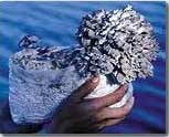Maitake mushroom growing kit