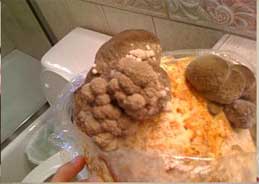 A maitake mushroom growing kit makes a great gift