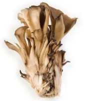 Maitake mushroom