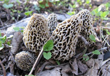 morel mushroom hunting tips