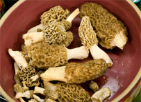 morel mushroom hunting success!