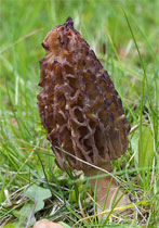 morel mushroom fruiting in the spring