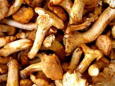 Multiple chanterelle mushrooms