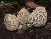 multiple morel mushrooms in nature