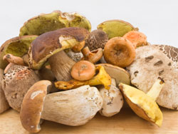 Enrich your life through mushroom appreciation!