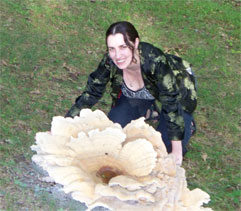 Mushroom Identification - Berkelely's Polypore