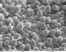 Agaricus bisporus mushrooms spores