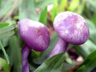 Mushrooms