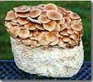 Nameko mushroom growing kit