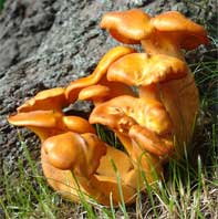 jack o'lantern mushrooms