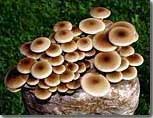 Pioppino mushroom growing kit