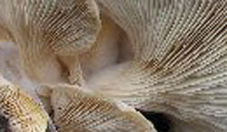 Close up of oyster mushroom gills