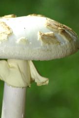 identifying wild mushrooms - cap or pileus