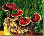 Reishi mushroom growing kit