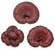 Reishi mushroom supplements from Aloha Medicinals