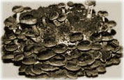 Shiitake mushroom growing kit