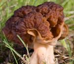 The false morel